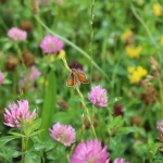IMG_9818 IMG_9818